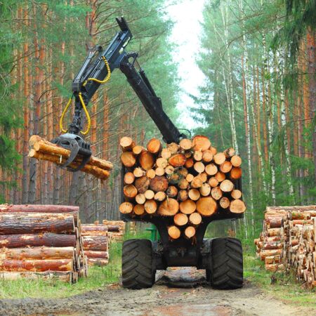 Ökologische Beschaffung von Holz für Holzfenster Profile im Kiefernwald mit Maschine